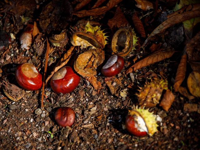 Balade en forêt au Pays Thionvillois