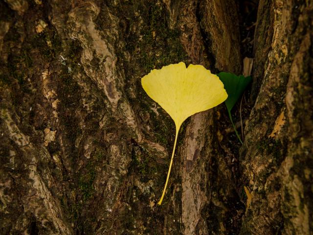 Balade en forêt au Pays Thionvillois