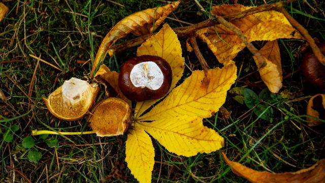 Balade en forêt au Pays Thionvillois