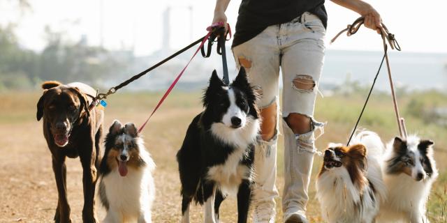 Voyager avec son chien au Pays Thionvillois