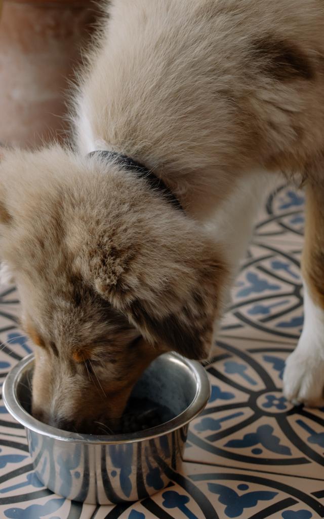 Se restaurer avec son chien au Pays Thionvillois